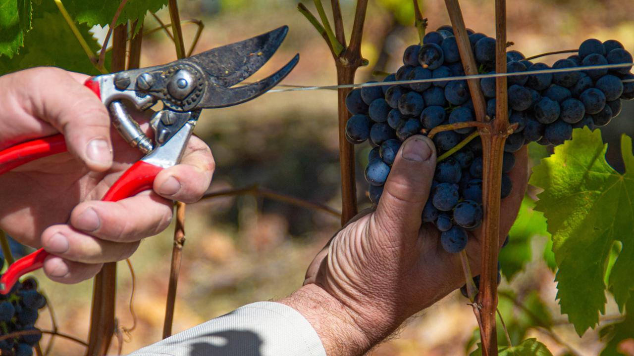 QUAGLIANO WINE ETHNOGRAPHIC MUSEUM - COSTIGLIOLE SALUZZO